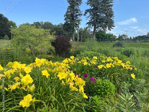 field of dandelions