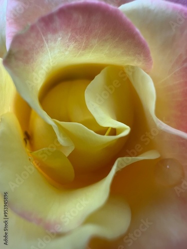 yellow rose closeup