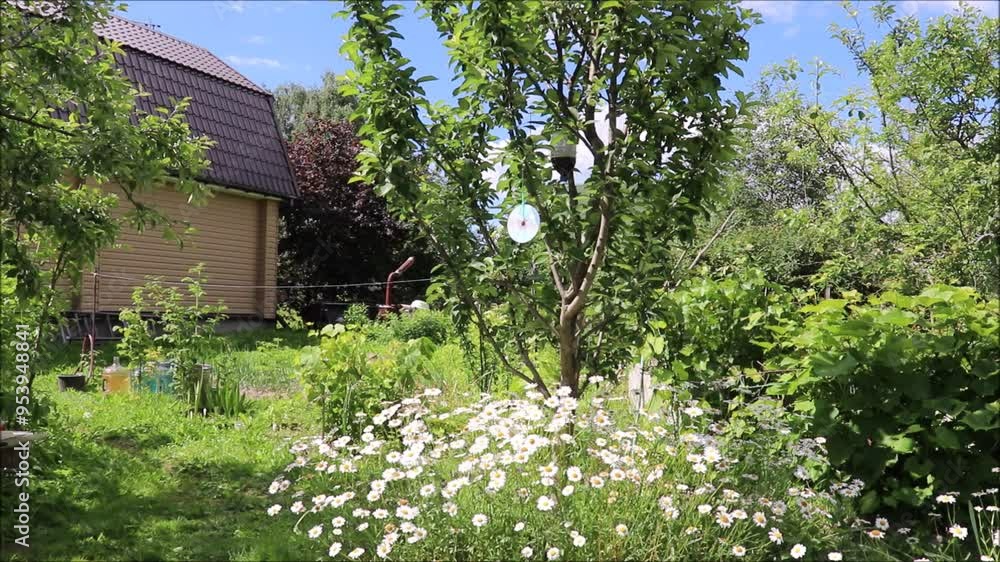 A shiny compact disc hangs on an apple tree branch and rotates over a bed of daisies next to a rural house in a summer garden on a sunny day - video A shiny compact disc hangs on an apple tree branch and rotates over a bed of daisies next to a rural house in a summer garden on a sunny day - video