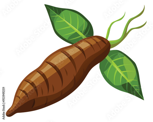 Cassava vector illustration isolated in white background 