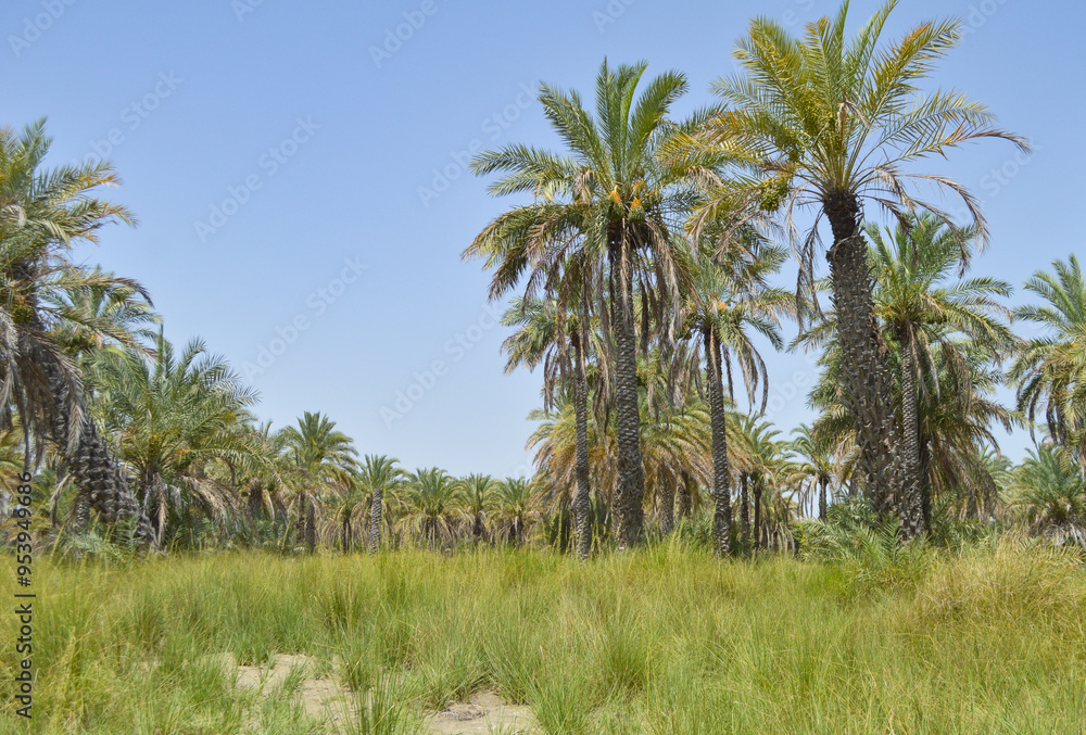 palm trees in a research farm, dates fruit plant garden palm trees in a research farm, dates fruit plant garden