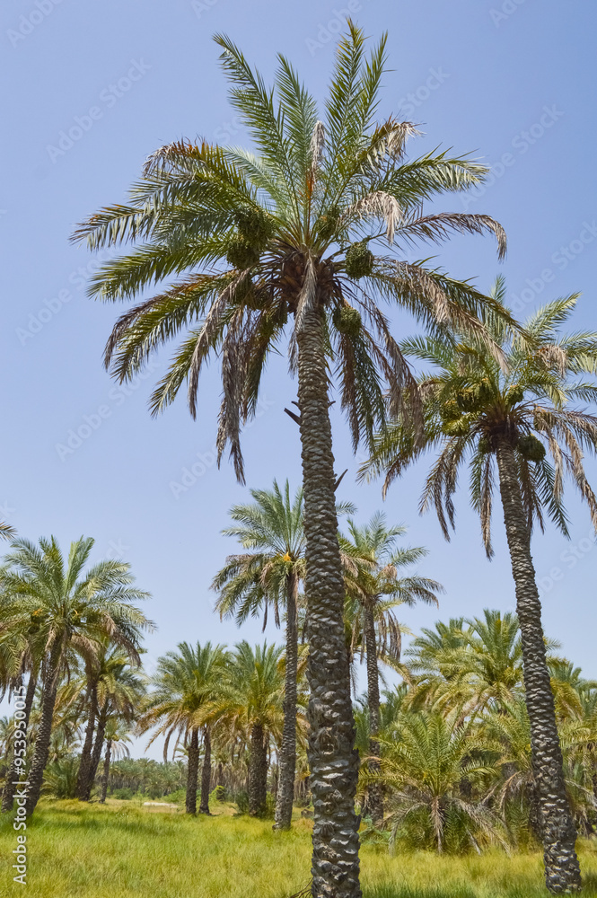palm trees on the background, dates fruit plant grassland palm trees on the background, dates fruit plant grassland