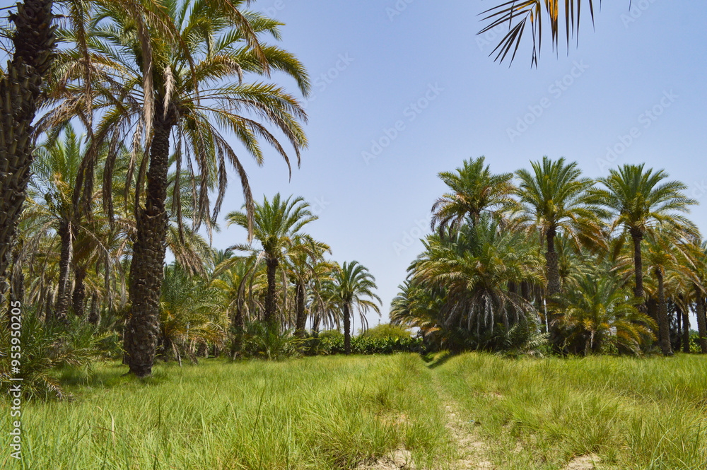 palm trees in the Baluchistan research park, dates fruit farming landscape palm trees in the Baluchistan research park, dates fruit farming landscape