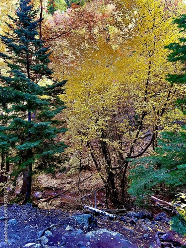 autumn in the forest