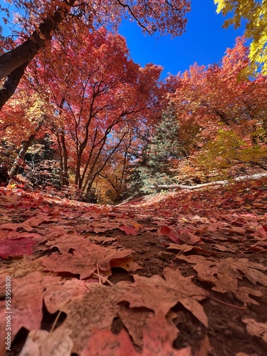 autumn in the forest