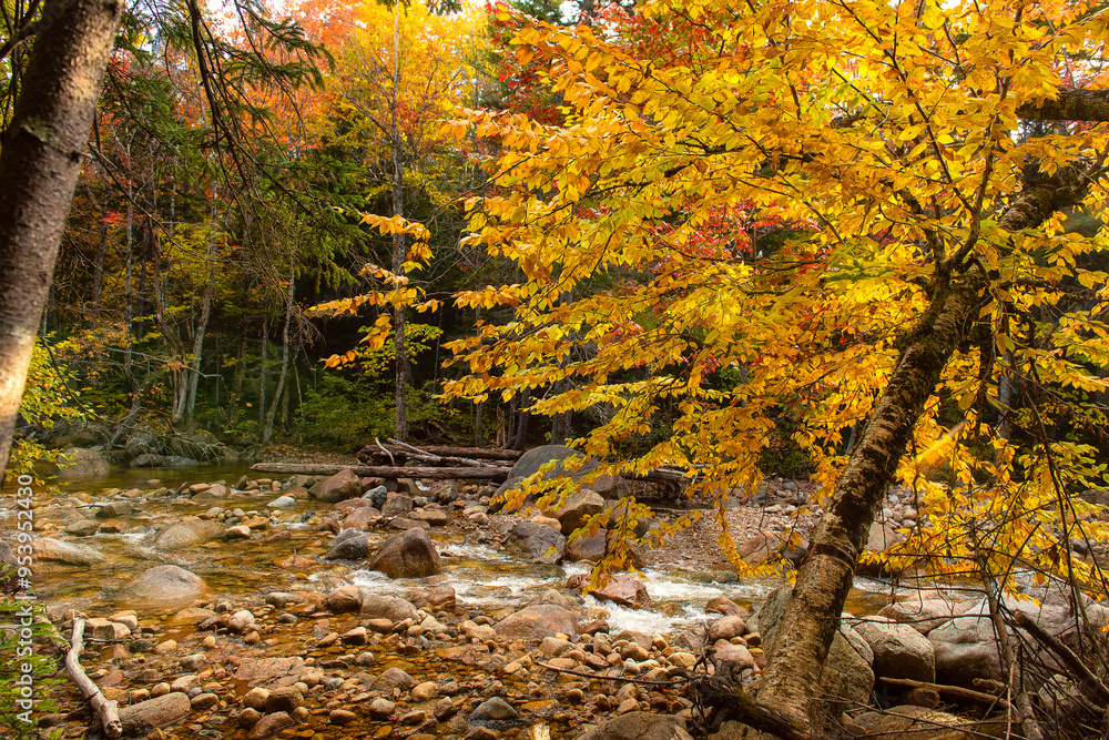 Yellow autumn tree by a small fast river in autumn forest. Yellow autumn tree by a small fast river in autumn forest.