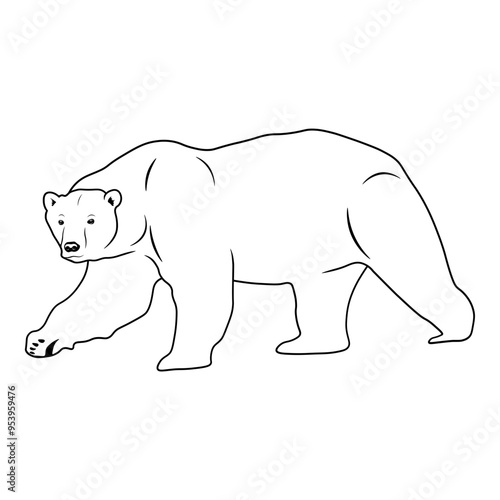 Polar Bear