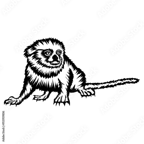 Pygmy Marmoset