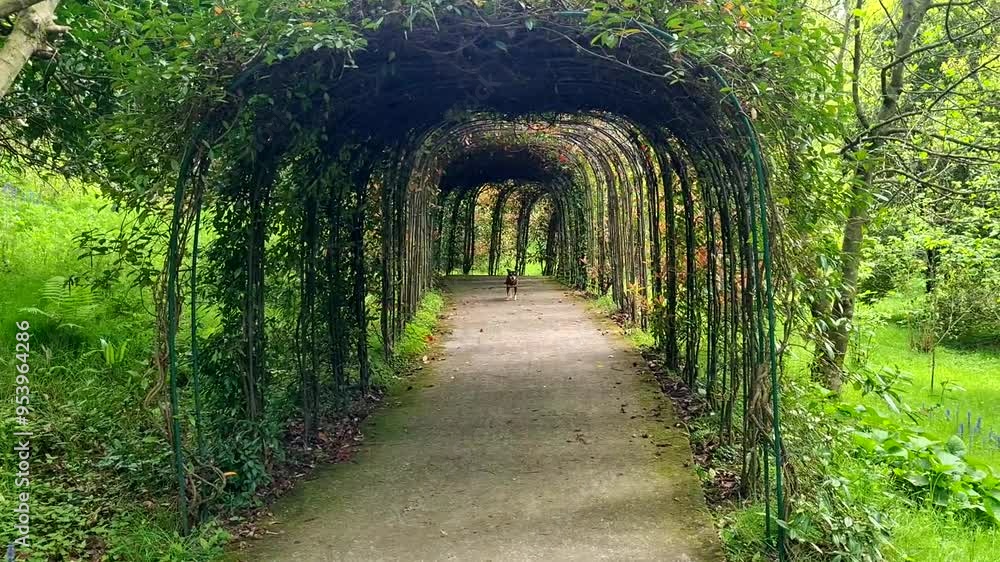 Beautiful green arch in the forest, no one on the path, summer. Slow movement along the path. Beautiful green arch in the forest, no one on the path, summer. Slow movement along the path.