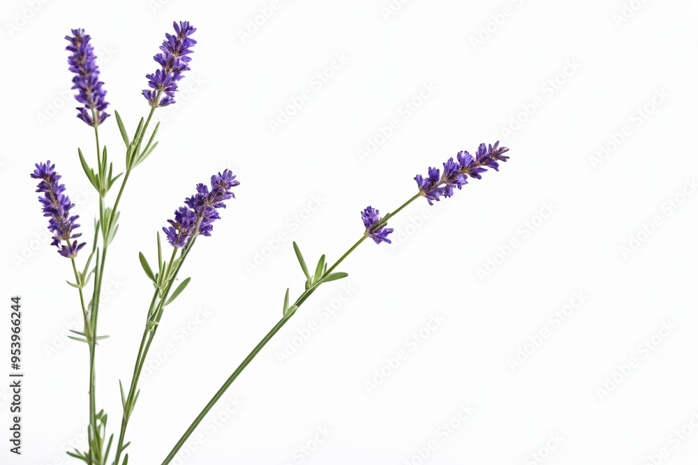 Naklejka premium lavender flowers in a vase on a white background