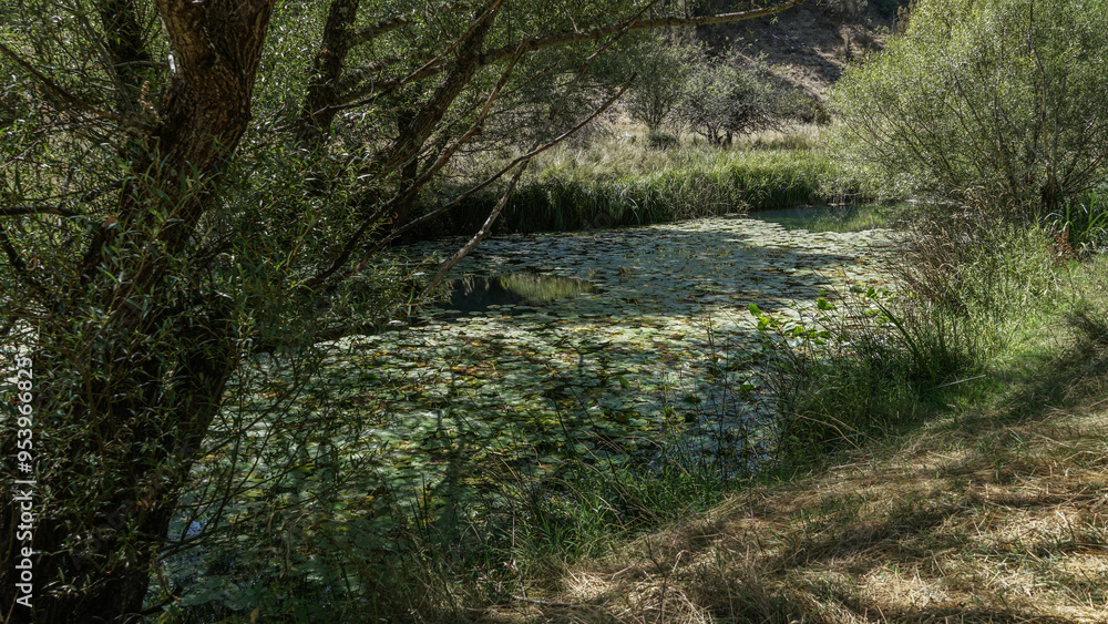 Nenúfares amarillos presentes en las Charcas o estanques del Cañón del Río Lobos
