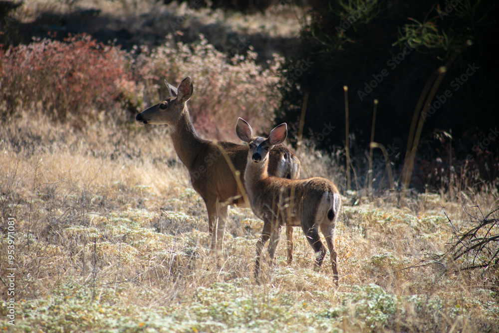 Obraz premium A Mule Deer Doe and Fawn in a California Grassland
