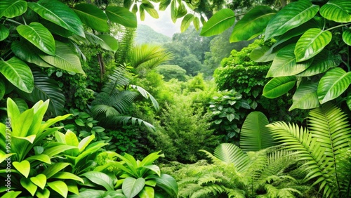 A dense tropical forest with a variety of lush green plants.