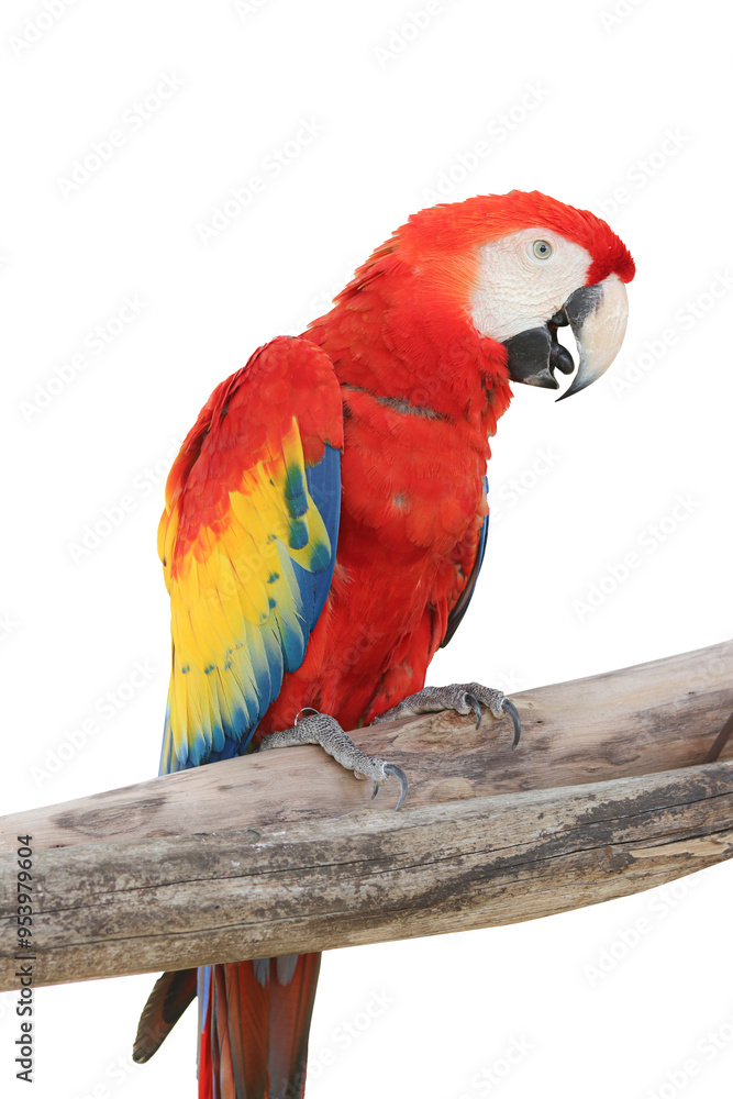 Obraz premium red and yellow macaw isolated clipping path