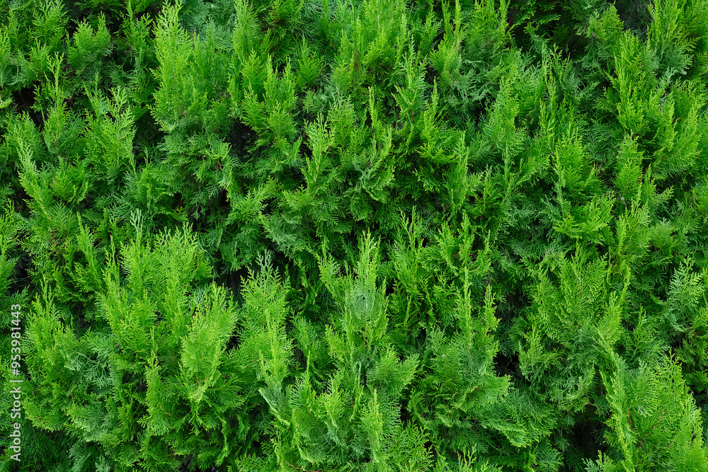 Close-up of decorative wall made of Thuja plant. Close-up of decorative wall made of Thuja plant.