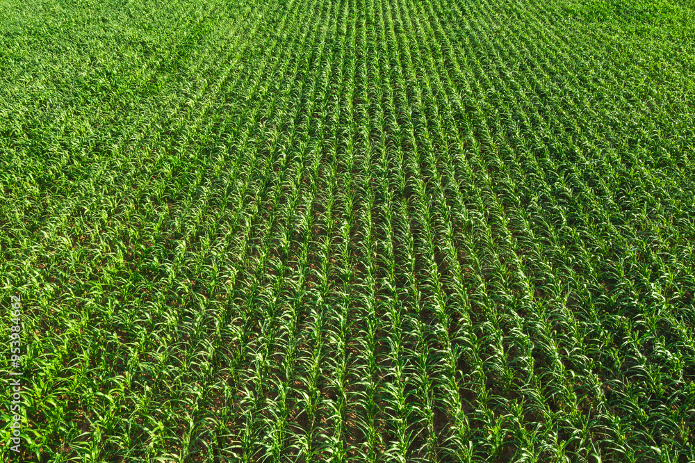 Aerial view of an arable field, revealing the meticulously plowed land with parallel rows stretching across the landscape. Aerial view of an arable field, revealing the meticulously plowed land with parallel rows stretching across the landscape.