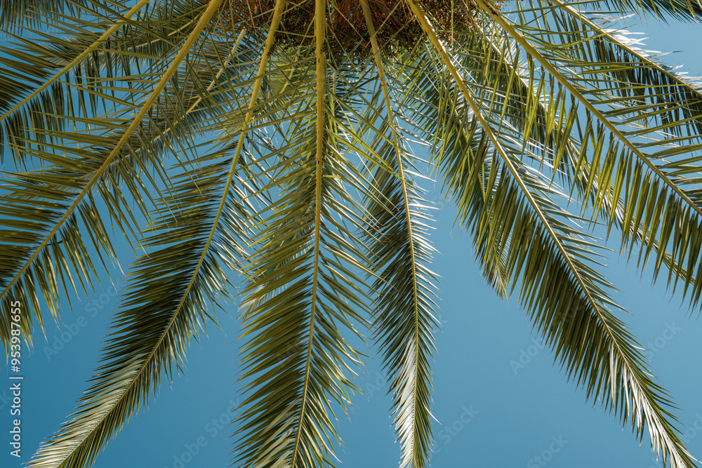 Fototapeta premium coconut tree