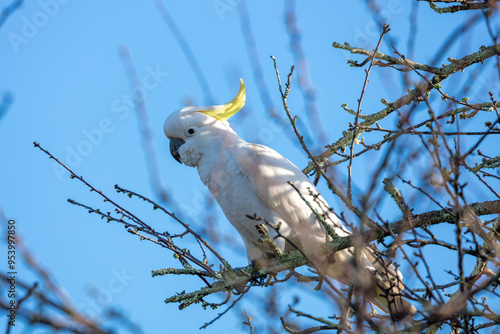 Photograph of a Sulphur Crested Cockatoo sitting in a tree in the Blue Mountains in New South Wales, Australia. photo