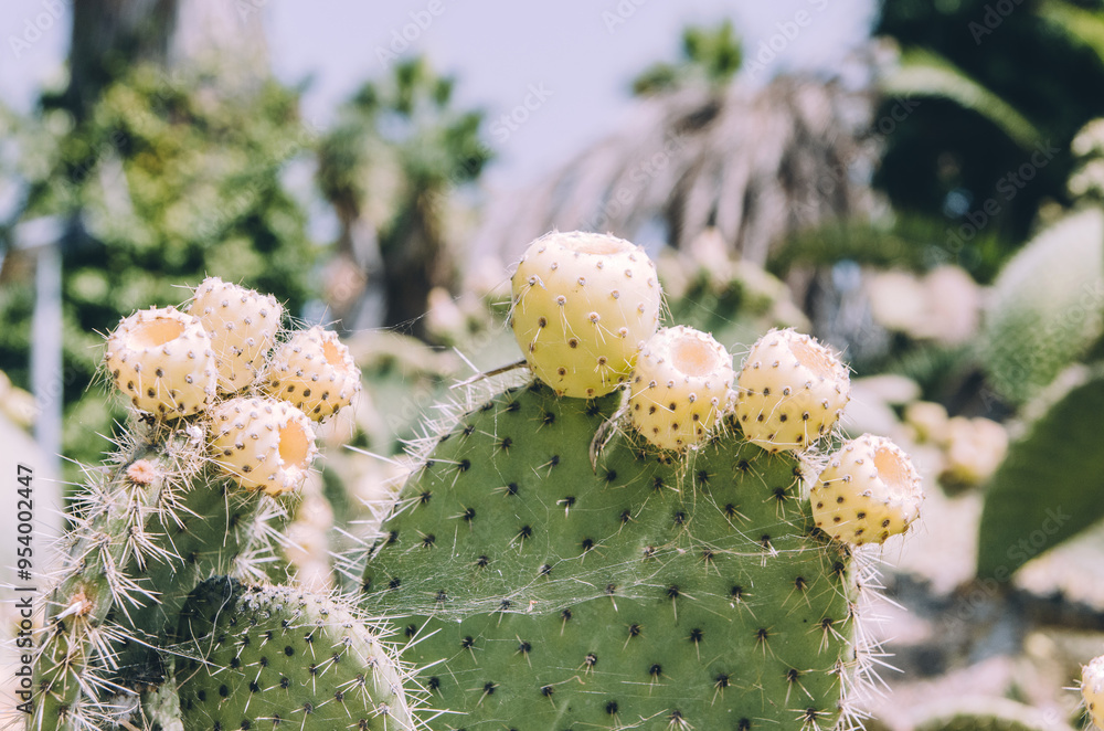 Close up of Opuntia bergeriana prickly pear cactus with fruits Close up of Opuntia bergeriana prickly pear cactus with fruits