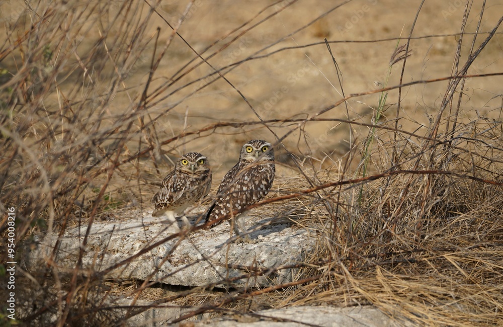 Two burrowing owls (Athene cunicularia) in Ecuador looking into the camera Two burrowing owls (Athene cunicularia) in Ecuador looking into the camera