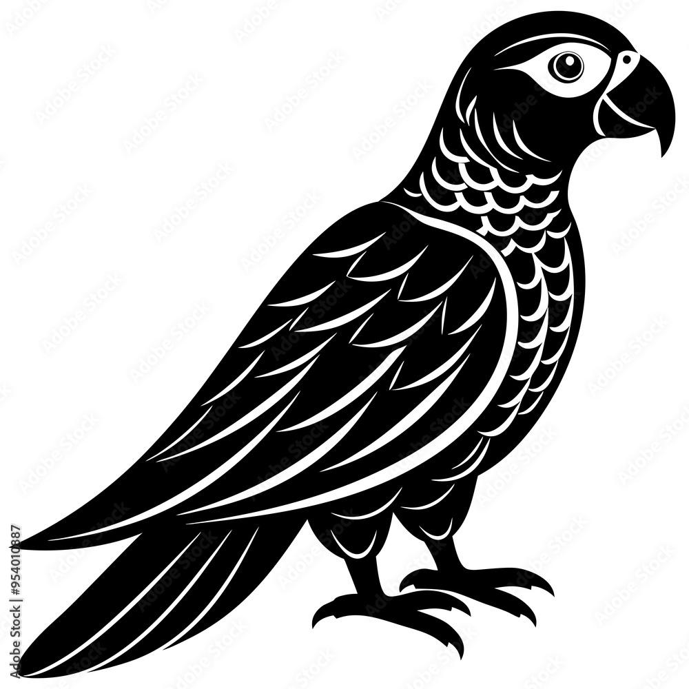a parrot bird on a white background a parrot bird on a white background