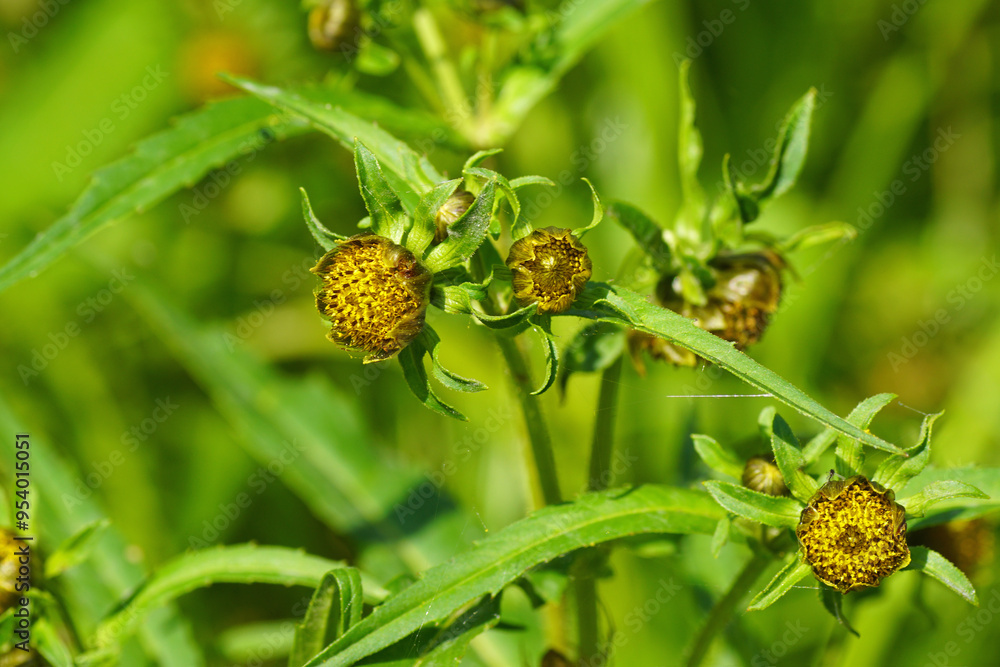 Flowers of nodding beggarticks, nodding bur-marigold (Bidens cernua). Aster family, Asteraceae. Late Summer, September. Netherlands. Flowers of nodding beggarticks, nodding bur-marigold (Bidens cernua). Aster family, Asteraceae. Late Summer, September. Netherlands.
