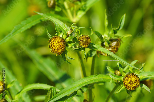 Wallpaper Mural Flowers of nodding beggarticks, nodding bur-marigold (Bidens cernua). Aster family, Asteraceae. Late Summer, September. Netherlands.  Torontodigital.ca