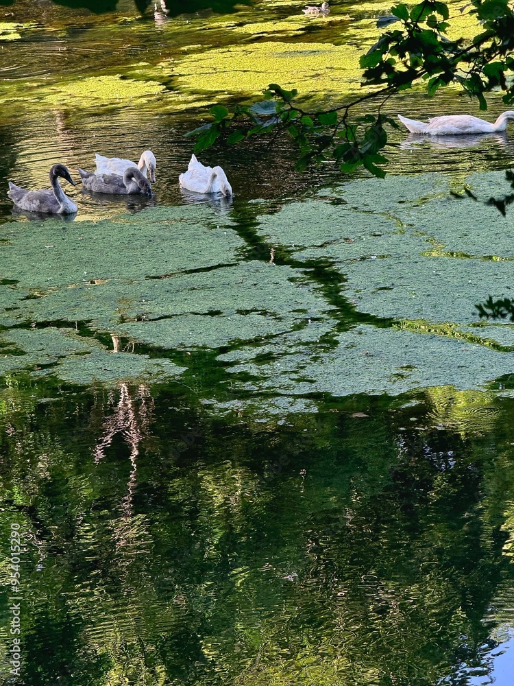 view of ducks on the Loire with green vegetation on a sunny summer day in France
view of ducks on the Loire with green vegetation on a sunny summer day in France