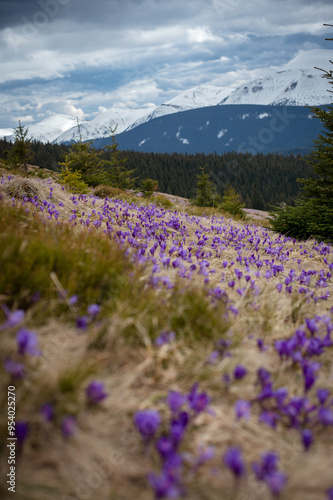 safran blosson in mountains photo