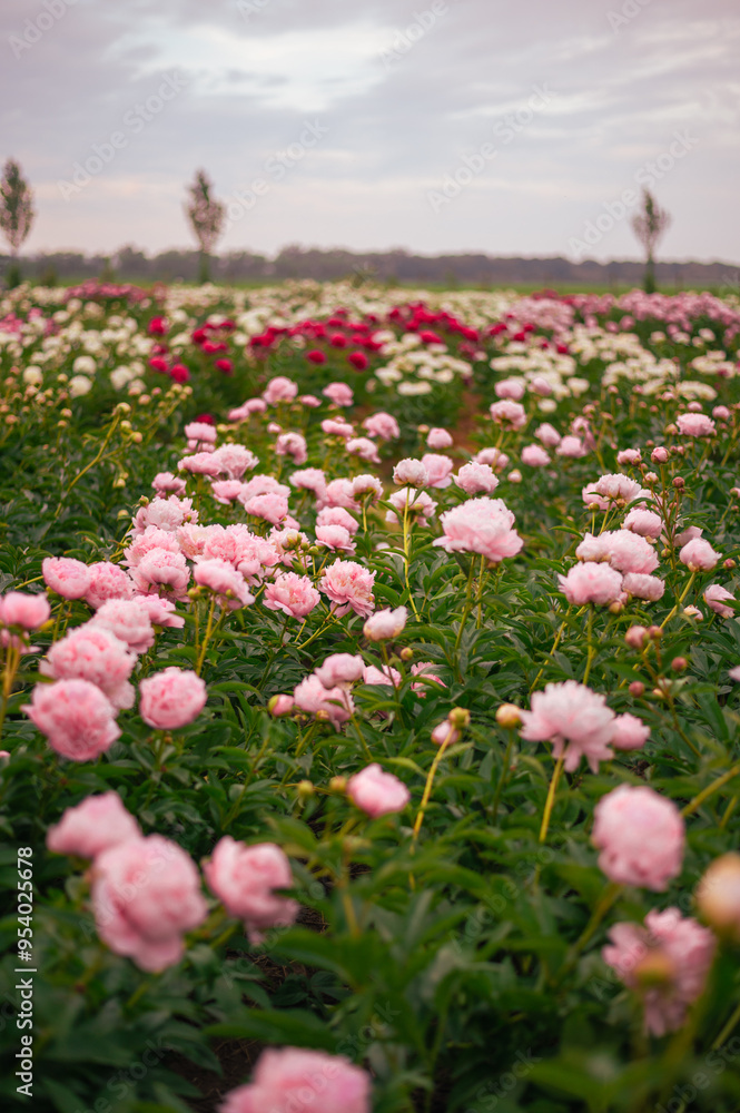 Fototapeta premium Farm of blooming peonies