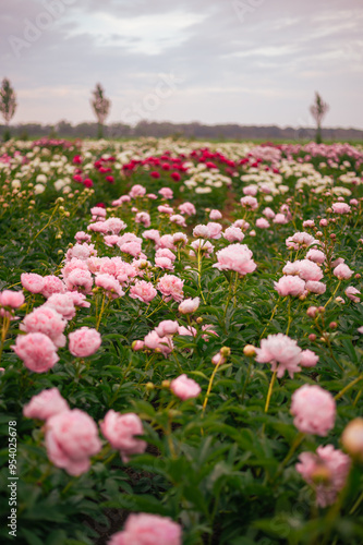 Wallpaper Mural Farm of blooming peonies Torontodigital.ca