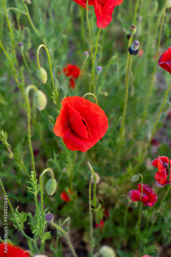 Naklejka premium Red poppies
