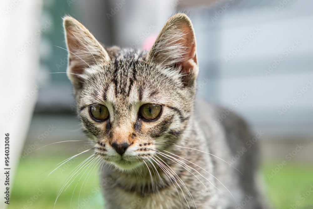 Kitten hunting in the garden, soft focus close up Kitten hunting in the garden, soft focus close up