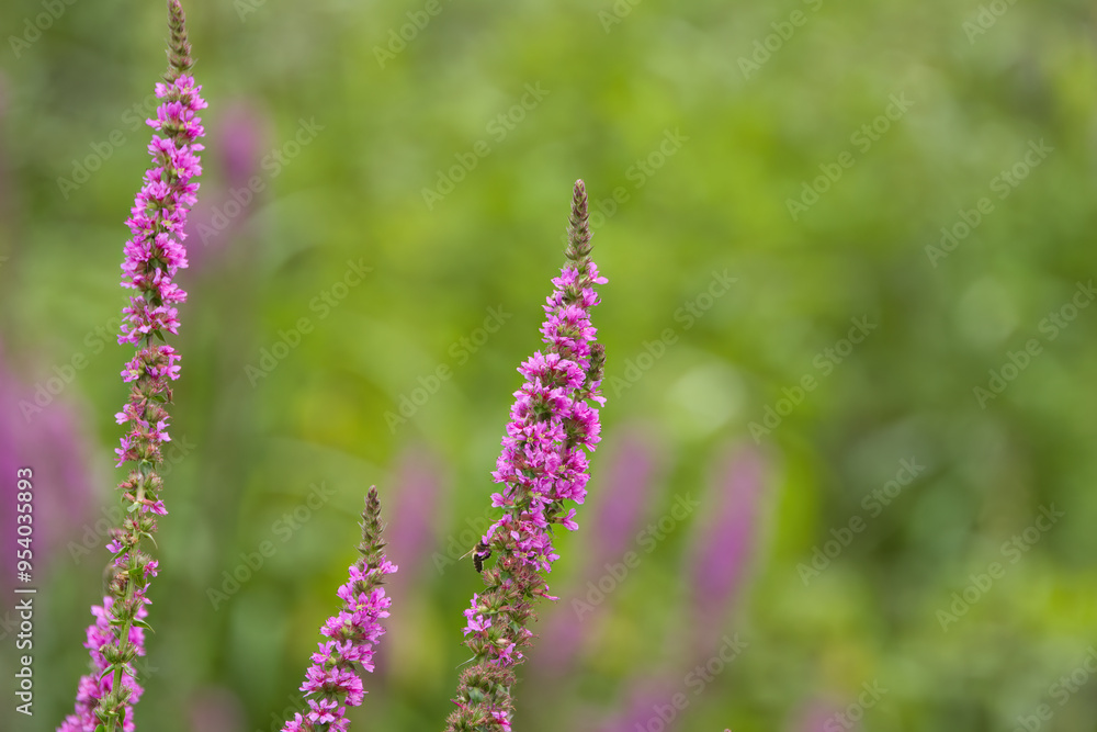 Obraz premium Flowering stalks of purple loosestrife, flowering purple loosestrife in the meadow, pink flowers in the meadow