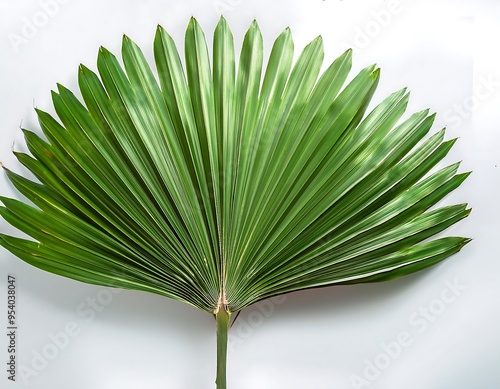 png chinese fan palm plant green leaf