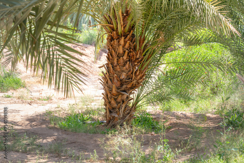 Immergrüne Oase am Heritage Trail im Wüstenland AlUla Medina Saudi-Arabien  photo