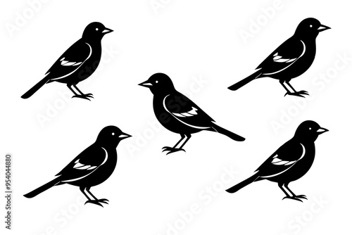 A set of Baltimore oriole birds with maximum different poses vector art illustration