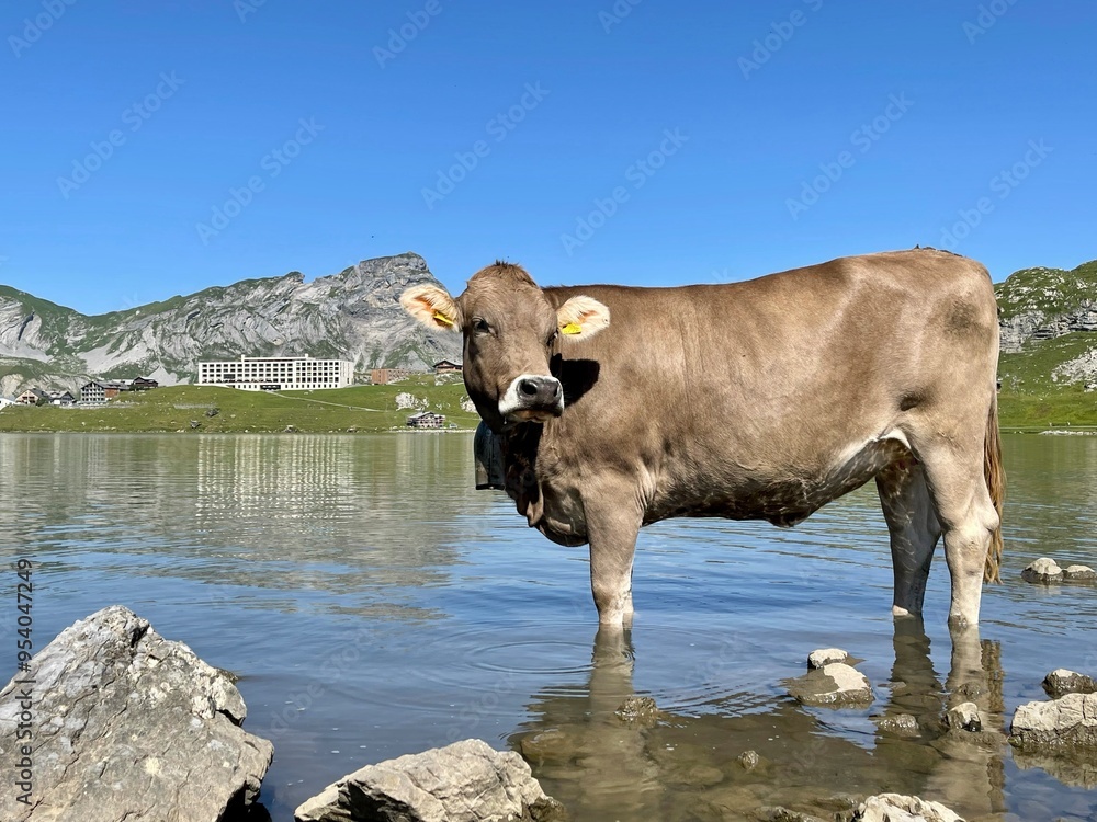 Eine Kuh, die in einem Bergsee steht. Eine Kuh, die in einem Bergsee steht.