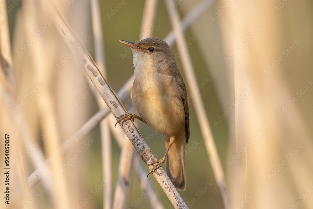 Common reed warbler (Acrocephalus scirpaceus) Common reed warbler (Acrocephalus scirpaceus)