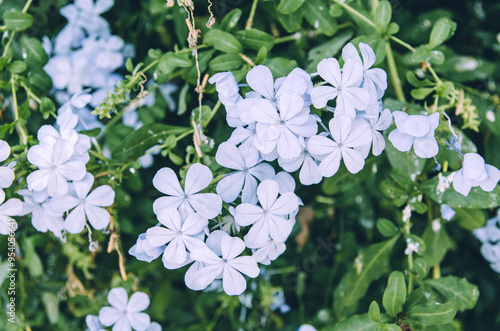 Close up blue plumbago flowers in bloom photo