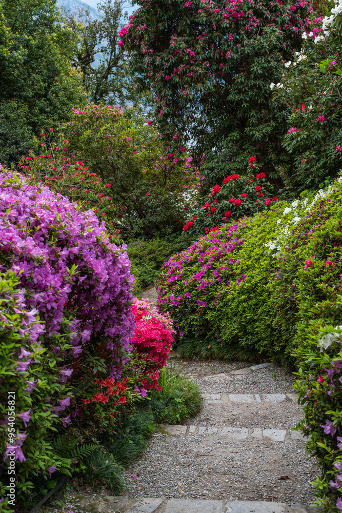 A stone pathway through Villa Carlotta Garden on Lake Como, with blooming azaleas in spring, Italy A stone pathway through Villa Carlotta Garden on Lake Como, with blooming azaleas in spring, Italy