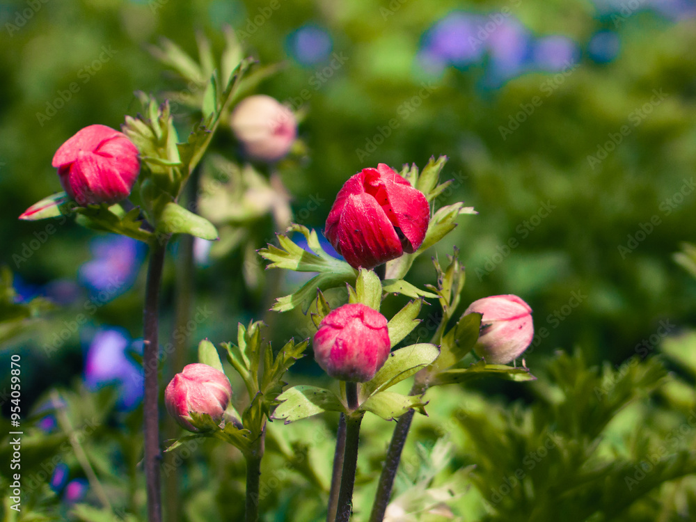 Vibrant Red Flower Buds Amidst Green Foliage Vibrant Red Flower Buds Amidst Green Foliage