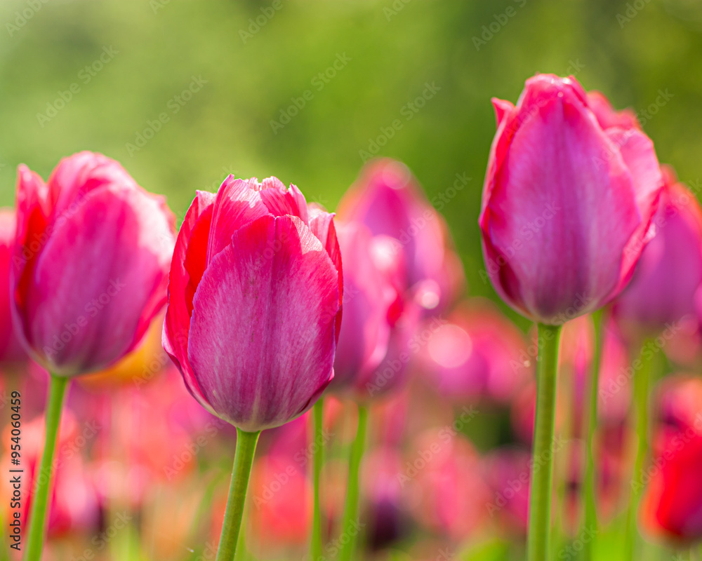 Obraz premium Pink Tulip Field Under a Soft Sunrise