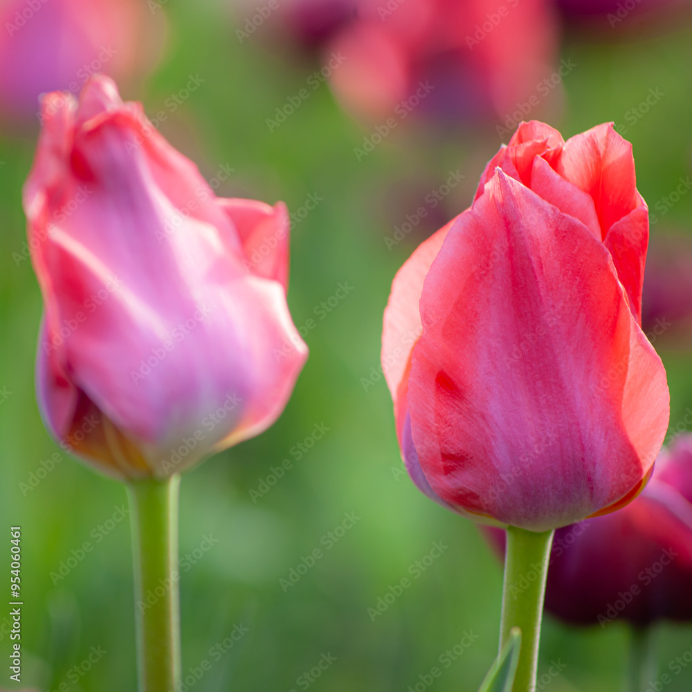 Fototapeta premium Pink Tulips Dancing in the Gentle Breeze 