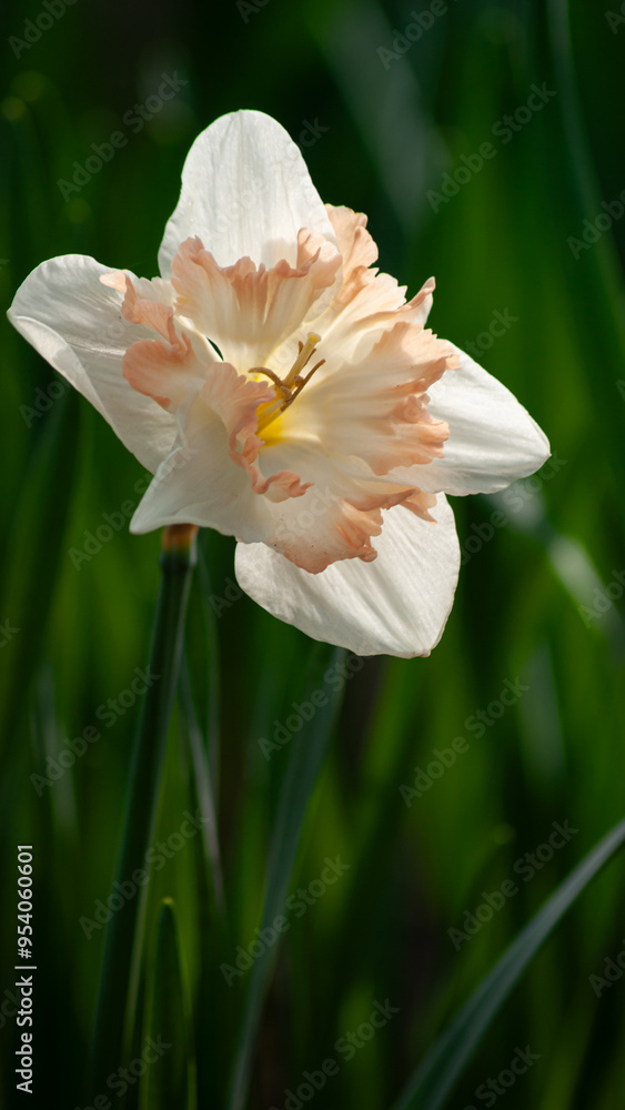 Fototapeta premium Peach-Tinged Daffodil Blooming in Morning Light 