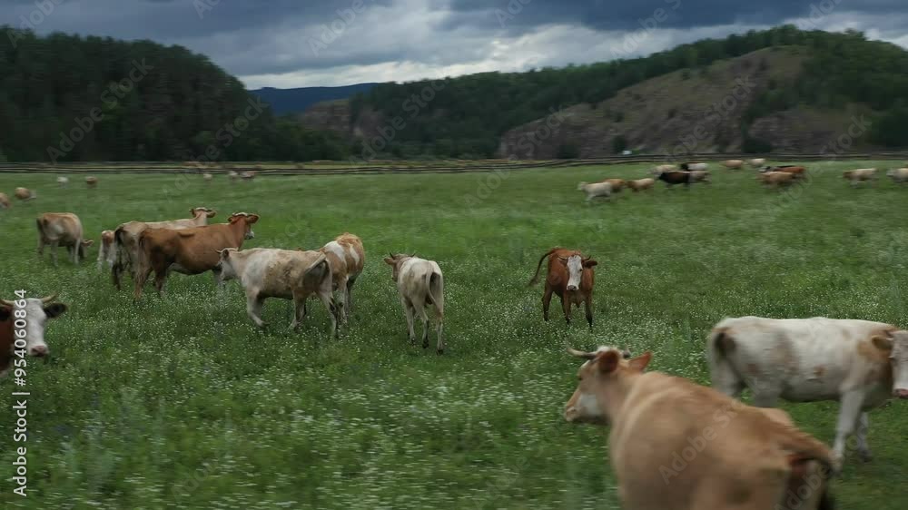 Flying around cows herd. Herds of cows walk across a lush green field, surrounded by hills and forests, creating a serene rural landscape Flying around cows herd. Herds of cows walk across a lush green field, surrounded by hills and forests, creating a serene rural landscape