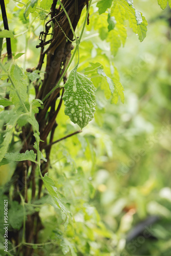 Bitter gourd, bitter melon in garden