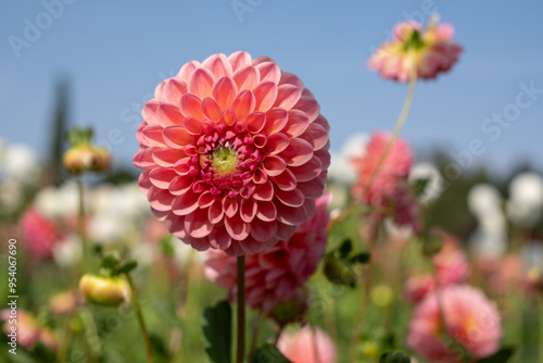 Stunning, colourful dahlia flowers with interesting textures, photographed at Aylett near St Albans, Hertfordshire, UK in early September on a hot summer's day. photo