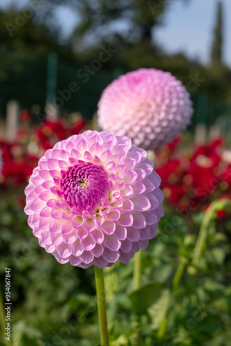 Stunning, pink dahlia pompom flowers by the name Westerton Ella Grace, photographed at Aylett near St Albans, Hertfordshire, UK in early September on a hot summer's day.