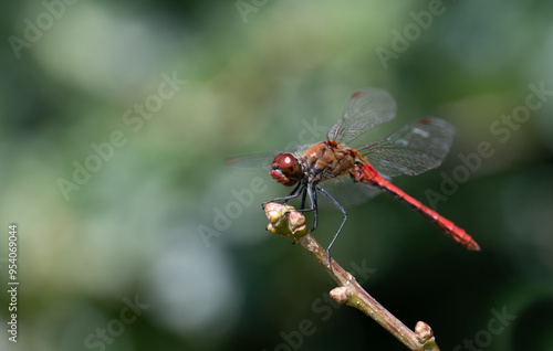 a red dragonfly (Sympetrum striolatum), sits on a branch. In the background there are green trees and lights that shimmer. The dragonfly has opened its wings.